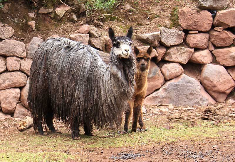 Peru: Alpaca and Colours