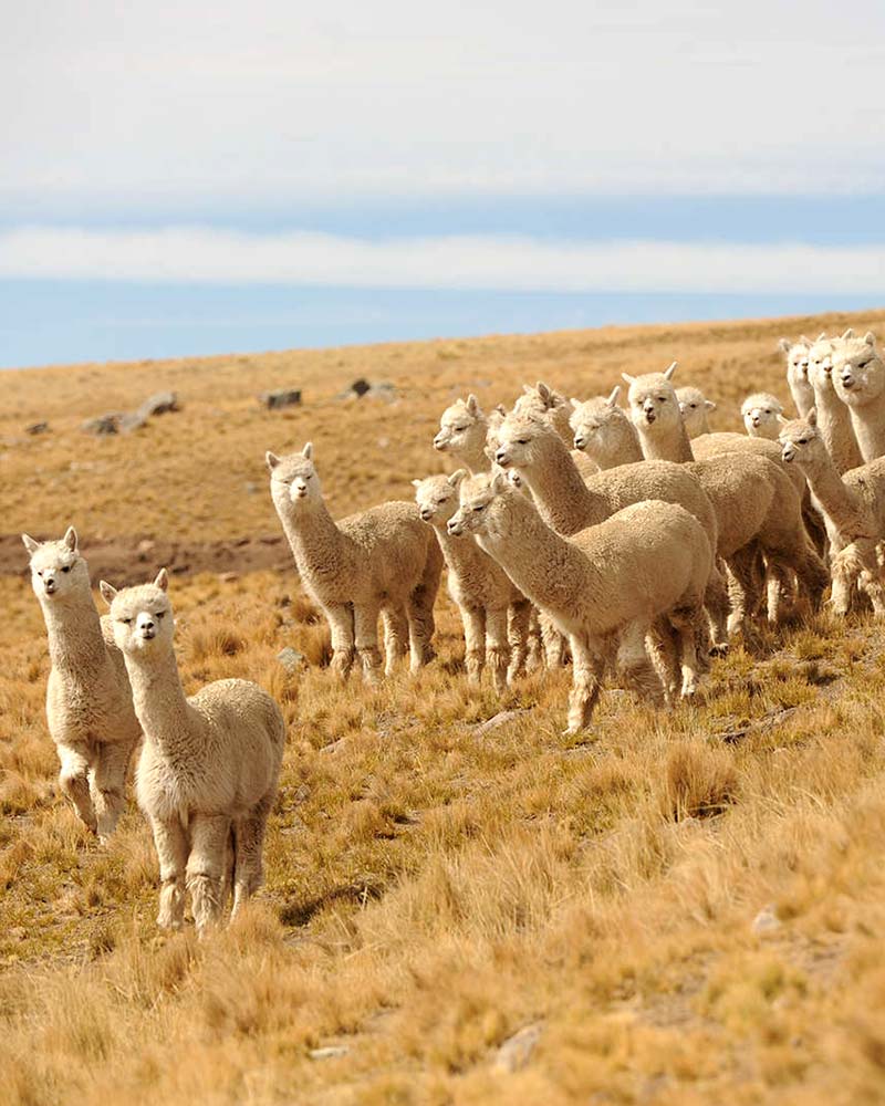 Pica la lana de alpaca? - La maison de l'alpaga