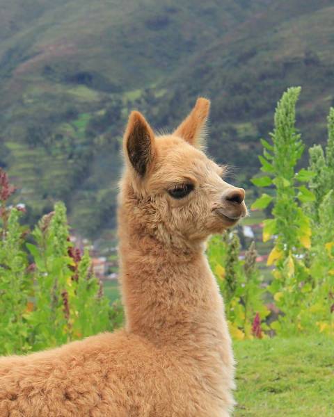 baby alpaca sulle ande