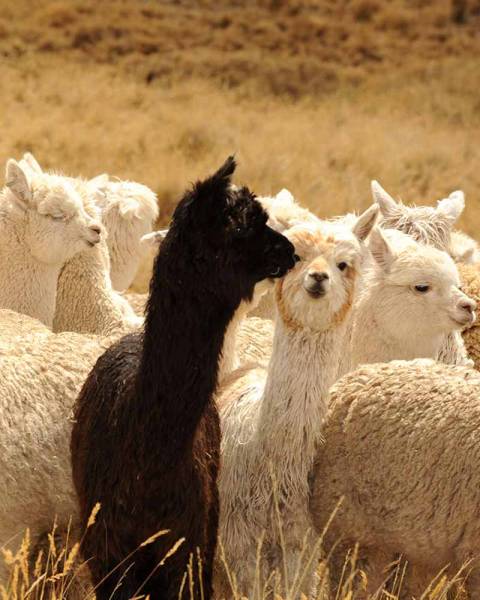 Alpacas in Peru