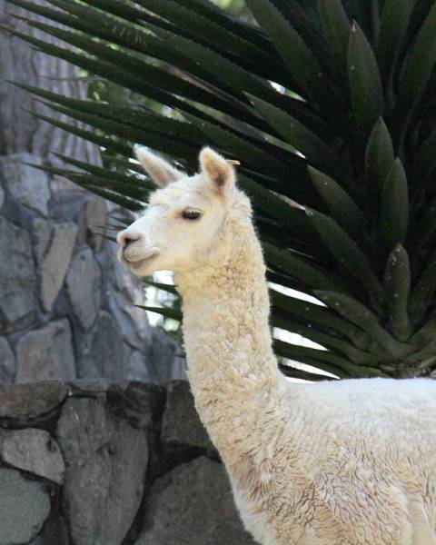 Alpacas and shearing