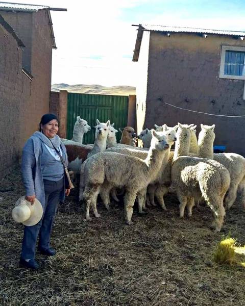 Alpaca breeding in Peru