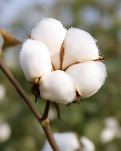Pima cotton boll