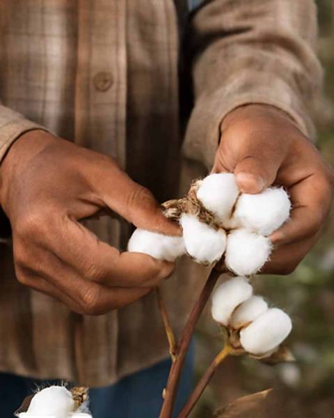 Artisanal Pima cotton harvesting