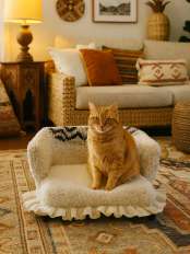 Divanetti per gatti fufi.