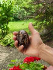 Real size of the Shipibo rattle in hand