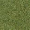 green cod.1