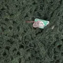 green cod.1